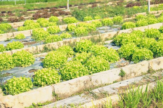 green oak lettuce vegetable plant growing in garden farm