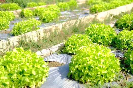 green oak lettuce vegetable plant growing in garden farm