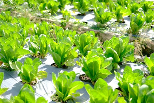 cos lettuce vegetable plant growing in garden farm