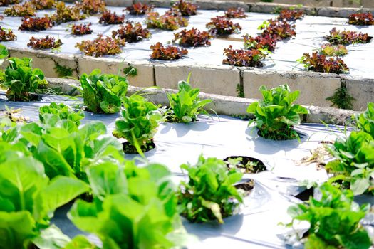 cos lettuce vegetable plant growing in garden farm