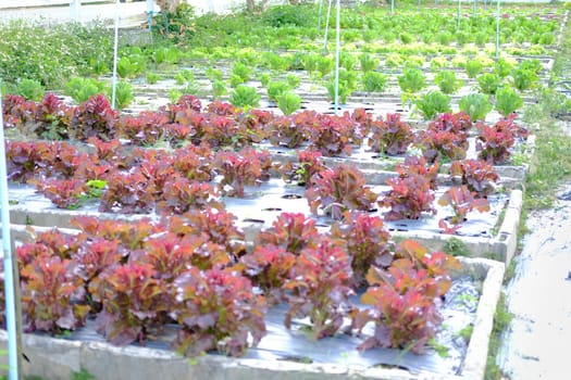 cos lettuce vegetable plant growing in garden farm