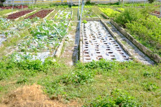 Cauliflower vegetable plant growing in garden farm