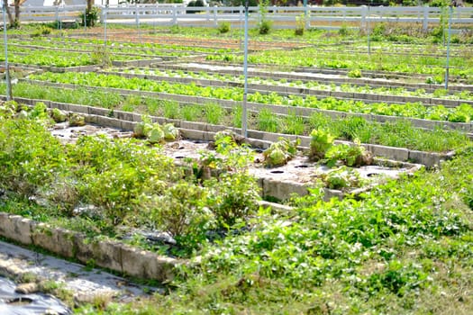 vegetable plant growing in garden farm