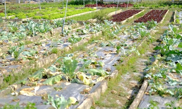 vegetable plant growing in garden farm