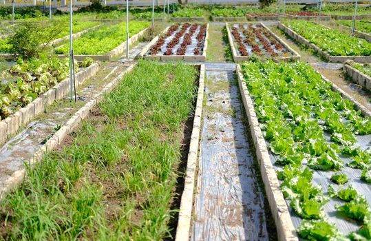 Frillice Iceberg lettuce vegetable plant growing in garden farm