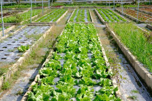 Frillice Iceberg lettuce vegetable plant growing in garden farm