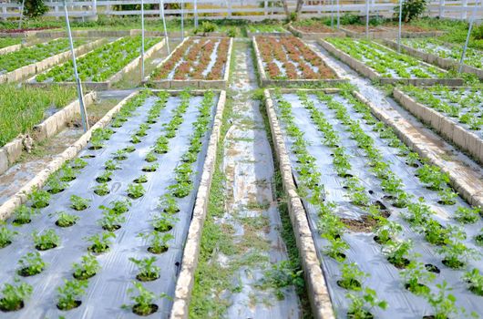 celery vegetable plant growing in garden farm