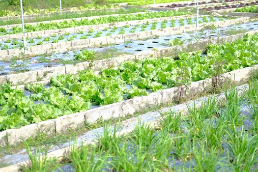 Frillice Iceberg lettuce vegetable plant growing in garden farm