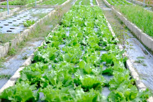 Frillice Iceberg lettuce vegetable plant growing in garden farm