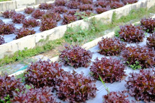 red oak lettuce vegetable plant growing in garden farm