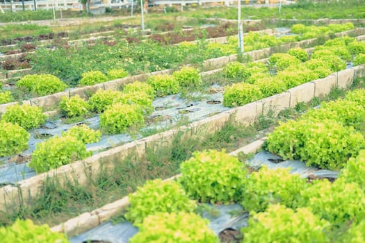 green oak lettuce vegetable plant growing in garden farm