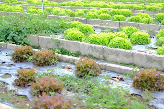 green oak lettuce vegetable plant growing in garden farm