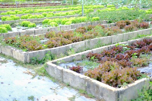 red oak lettuce vegetable plant growing in garden farm