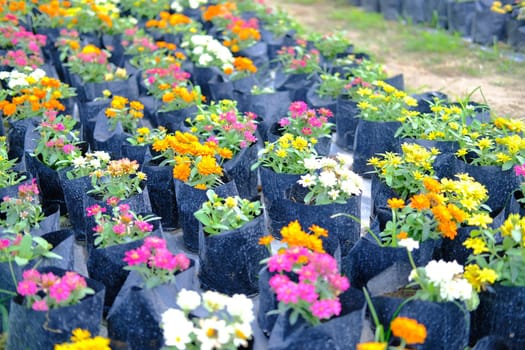 colorful zinnia flower in growing in flora farm. flower planting cultivation