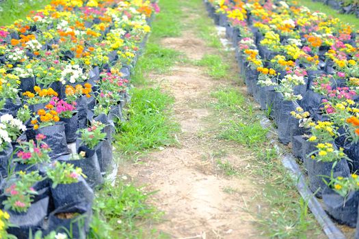 colorful zinnia flower in growing in flora farm. flower planting cultivation