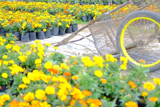 french marigold flower in growing in flora farm. flower planting cultivation