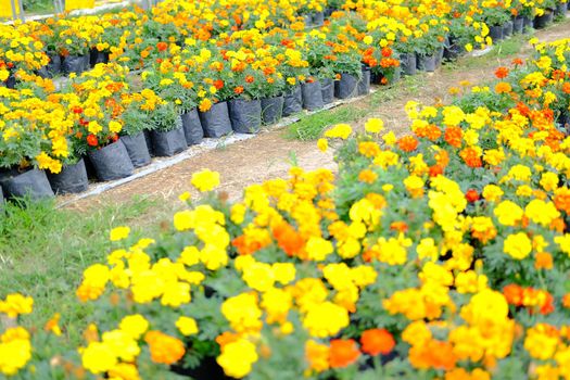 french marigold flower in growing in flora farm. flower planting cultivation