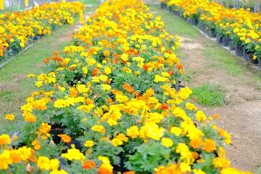 french marigold flower in growing in flora farm. flower planting cultivation