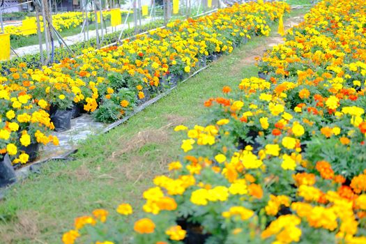 french marigold flower in growing in flora farm. flower planting cultivation