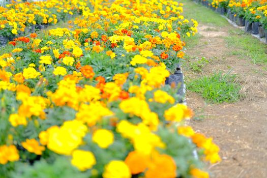 french marigold flower in growing in flora farm. flower planting cultivation