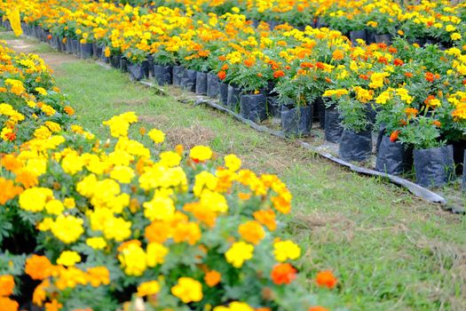 french marigold flower in growing in flora farm. flower planting cultivation