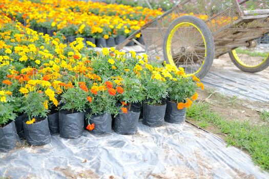 french marigold flower in growing in flora farm. flower planting cultivation