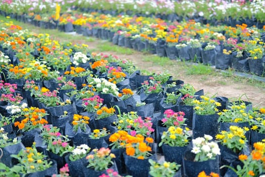 colorful zinnia flower in growing in flora farm. flower planting cultivation