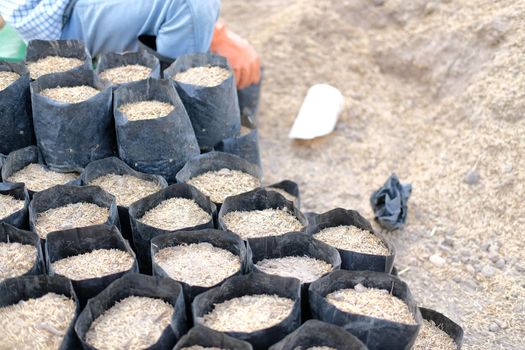 substrate materials for growing plant. soil and fertilizer in planting bag for transplanting seedling in farm