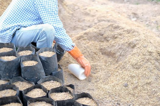 farmer pouring substrate materials for growing plant. soil fertilizer in planting bag for transplanting seedling in farm