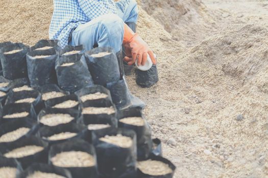 farmer pouring substrate materials for growing plant. soil fertilizer in planting bag for transplanting seedling in farm