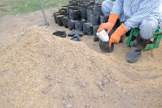 farmer pouring substrate materials for growing plant. soil fertilizer in planting bag for transplanting seedling in farm