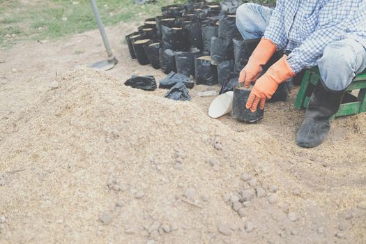 farmer pouring substrate materials for growing plant. soil fertilizer in planting bag for transplanting seedling in farm