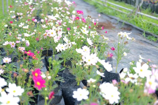 cosmos flower in growing in flora farm. flower planting cultivation
