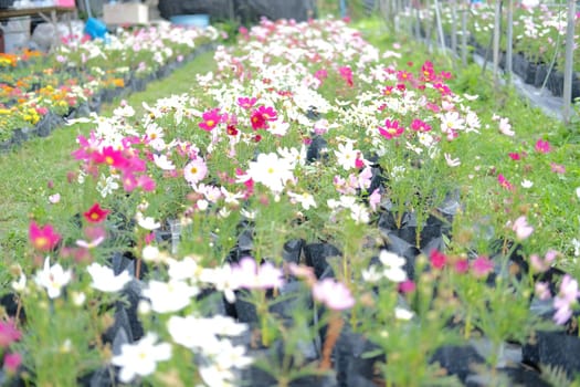 cosmos flower in growing in flora farm. flower planting cultivation