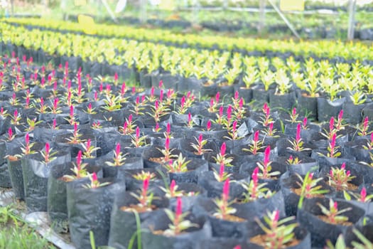 Celosia Plumed cockscomb flower in growing in flora farm. flower planting cultivation