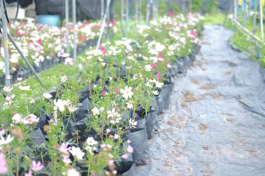 cosmos flower in growing in flora farm. flower planting cultivation
