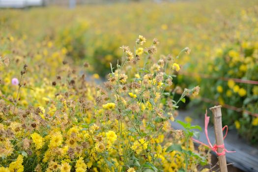 Withered yellow chrysanthemum flower blooming in flora meadow field