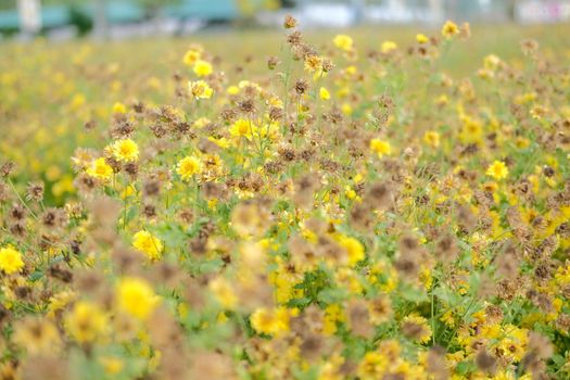 Withered yellow chrysanthemum flower blooming in flora meadow field