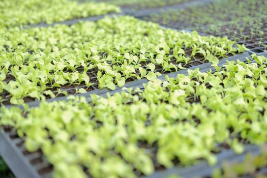 vegetable sprout seedling plant growing in nursery greenhouse in farm