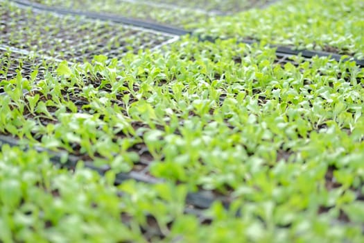 vegetable sprout seedling plant growing in nursery greenhouse in farm