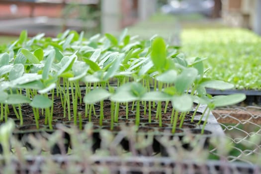vegetable sprout seedling plant growing in nursery greenhouse in farm