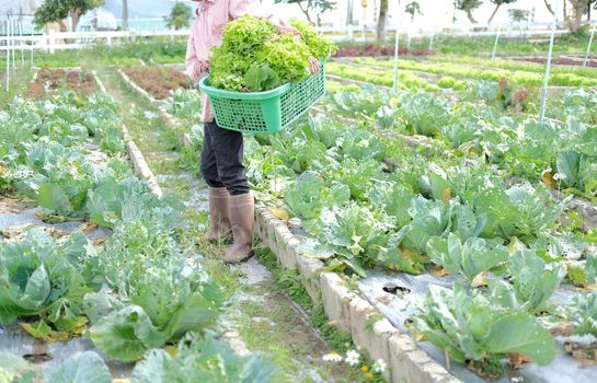farmer hand holding basket with fresh lettuce vegetable harvesting from farm