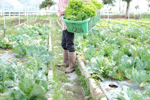 farmer hand holding basket with fresh lettuce vegetable harvesting from farm