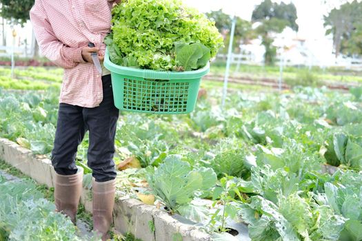farmer hand holding basket with fresh lettuce vegetable harvesting from farm