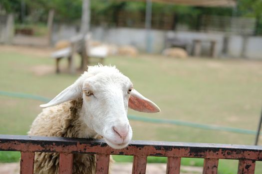sheep ram ewe livestock in farm farmland