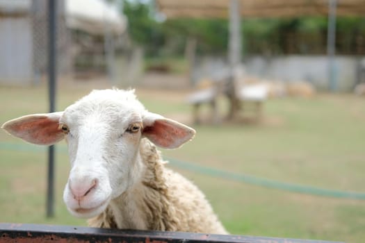 sheep ram ewe livestock in farm farmland