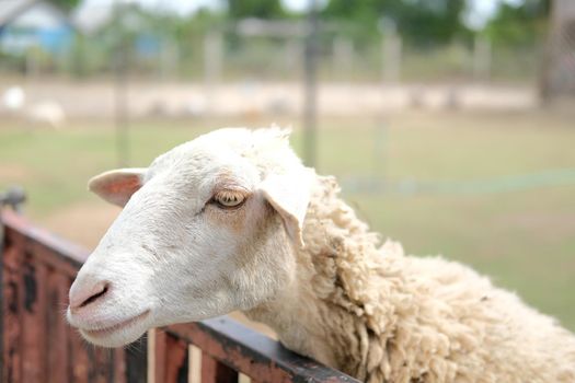 sheep ram ewe livestock in farm farmland