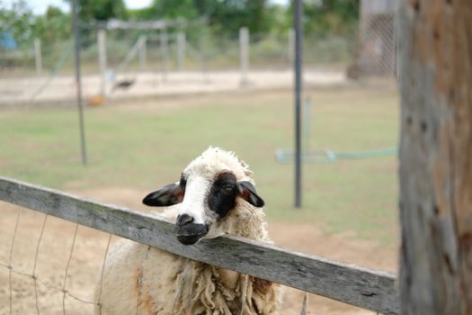 sheep ram ewe livestock in farm farmland