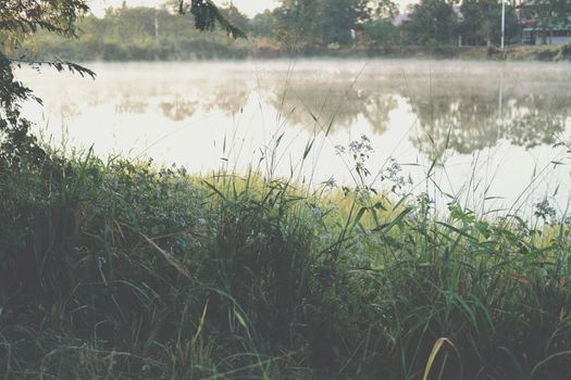 grass with fog on swamp pond lake. foggy misty morning