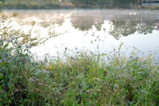 grass with fog on swamp pond lake. foggy misty morning